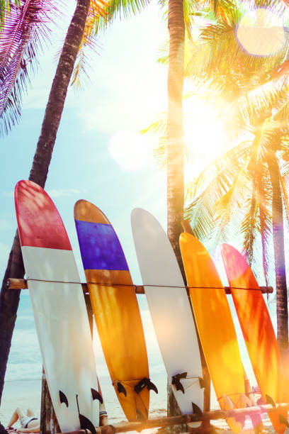 istock Many surfboards beside coconut trees at summer beach with sun light and blue sky background. 1095198990