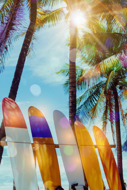istock Many surfboards beside coconut trees at summer beach with sun light and blue sky background. 1095199016