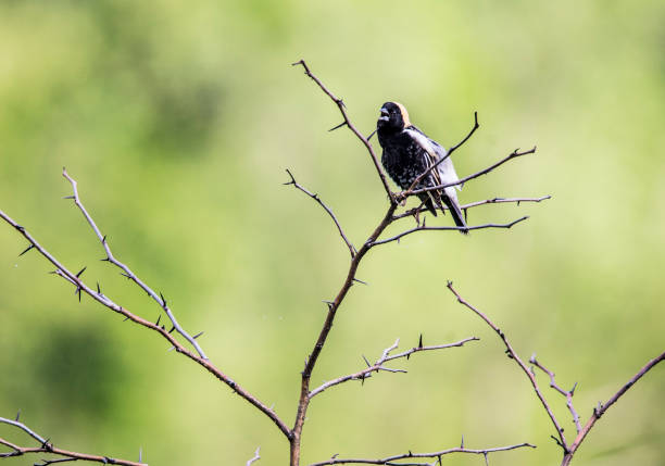 Bobolink Bird, calling