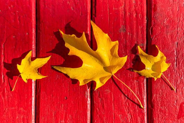 Two small golden color leaves with a large golden color leaf in the middle on a red wooden table