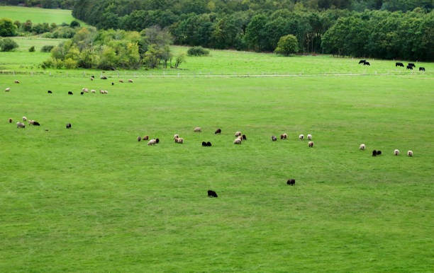 istock Group of sheep grazing 1095205282
