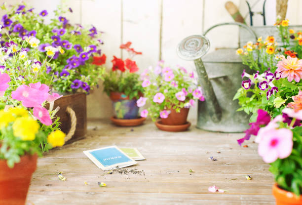 jardim primavera flores e sementes de flores em uma mesa de madeira velha - seed packet - fotografias e filmes do acervo