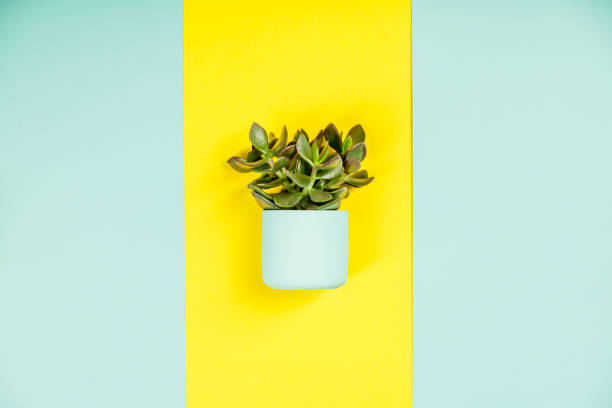 istock Succulent on pastel colors background. Flat lay, copy space 1095213396