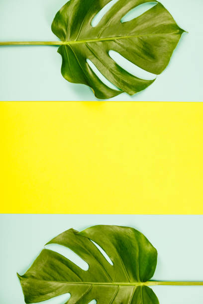 istock Monstera leaves on pastel colors background 1095213402