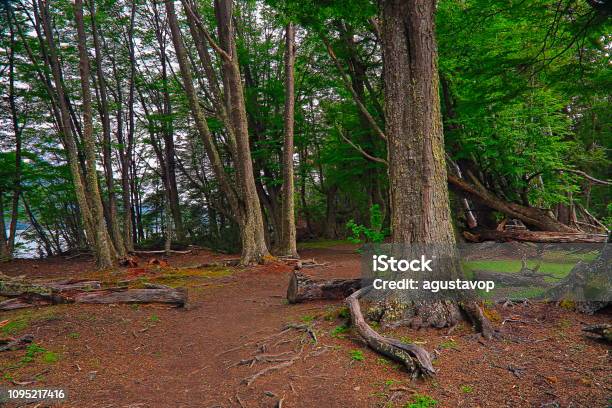 Foto de Pista De Caminhada De Caminho De Sujeira Em Bosques Em Ushuaia Terra Do Fogo Argentina e mais fotos de stock de América do Sul