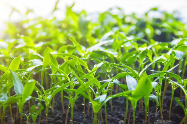 istock Seedlings of pepper in pots on the windowsill. Selective focus. 1095217998