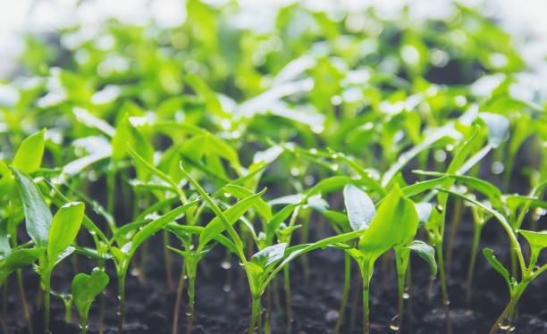 istock Seedlings of pepper in pots on the windowsill. Selective focus. 1095218010