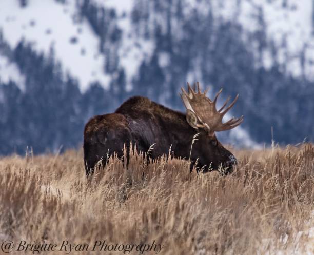 istock Wyoming Wildlife 1095225868
