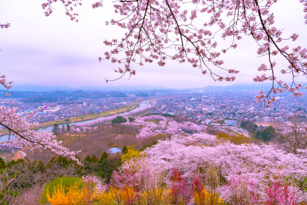 istock Cherry Blossom in Funaoka 1095226850