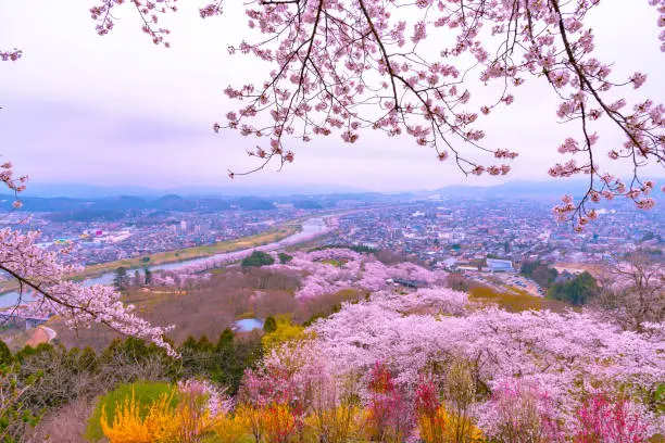 Photo of Cherry Blossom in Funaoka