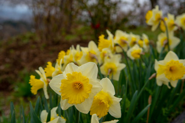 istock Narcissus in Spring. Blooming daffodils, Spring bulbs. 1095226882
