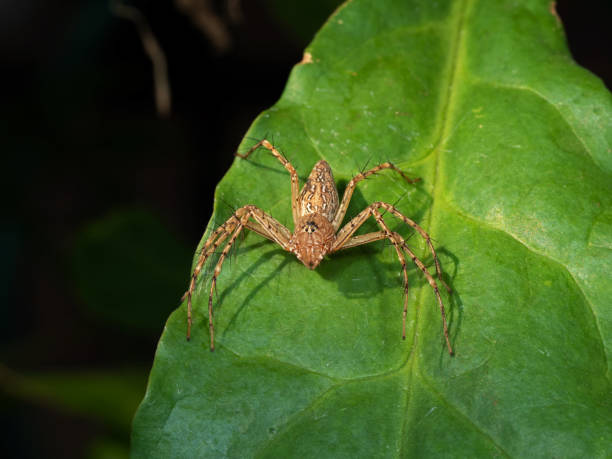 istock Macro Photo of Spider on Green Leaf 1095227282