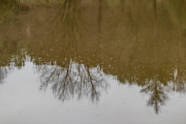 istock reflections and raindrops on pond in nature 1095229168