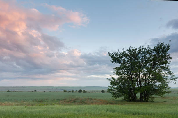 istock Spring morning in the field 1095232186