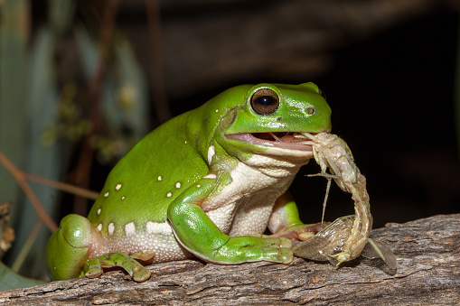 Green Tree Frog feeding on insect
