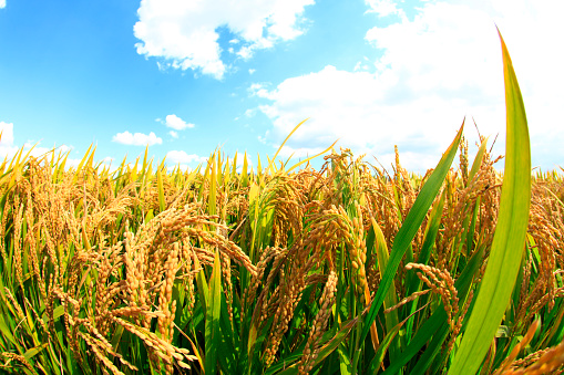 Mature rice in rice field, under the blue sky white clouds