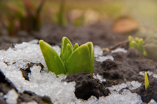 A hyacinth sprouts through the ground with snow in early spring under warm spring sun rays.