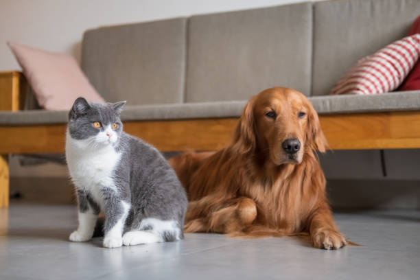 istock Golden Retriever dog and British short-haired cat 1095243858