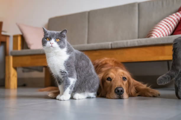 istock Golden Retriever dog and British short-haired cat 1095243862