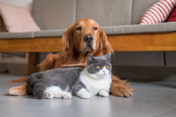 istock Golden Retriever dog and British short-haired cat 1095243864