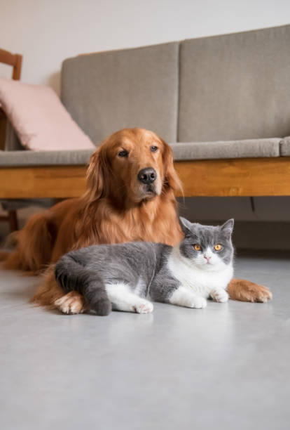 istock Golden Retriever dog and British short-haired cat 1095243906