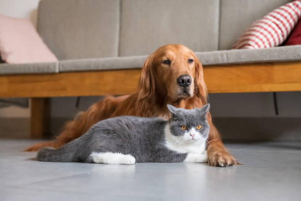 istock Golden Retriever dog and British short-haired cat 1095243908