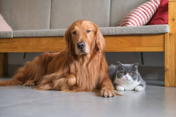 istock Golden Retriever dog and British short-haired cat 1095243918