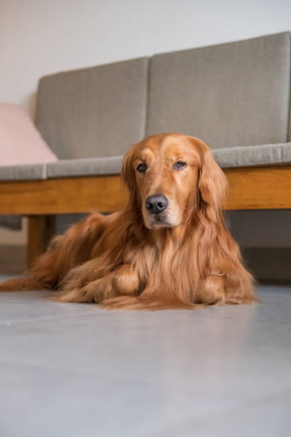 istock Golden Retriever Dog lying on the ground 1095244000