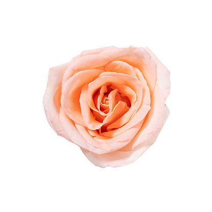 top view of single pink rose flower blooming isolated on white background with clipping path