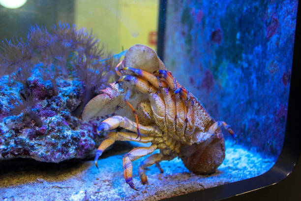 istock Sculptured slipper lobster (Parribacus antarcticus) in aquarium. The frame is a selective focus. 1095244546