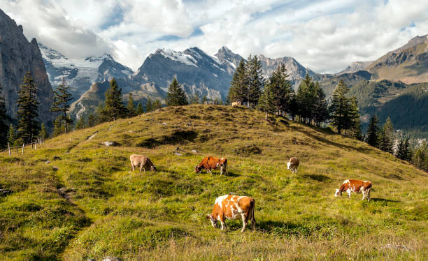 vaches dans la montagne des alpes - snow european alps house grindelwald photos et images de collection