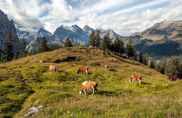 vaches dans la montagne des alpes - snow european alps house grindelwald photos et images de collection