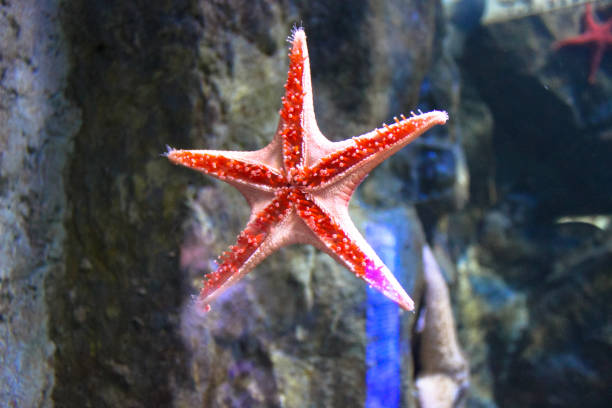 istock Starfish (Asteroidea) in an aquarium. The frame in a selective focus. 1095244704
