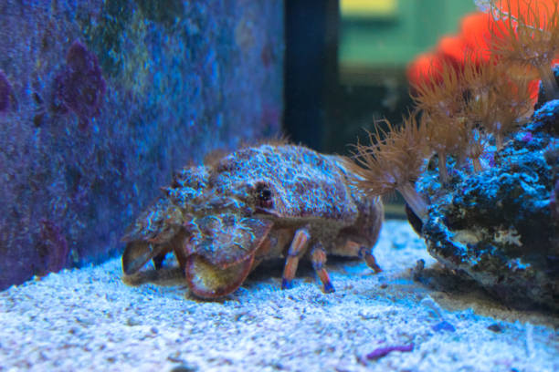 Sculptured slipper lobster (Parribacus antarcticus) in aquarium. The frame is a selective focus.