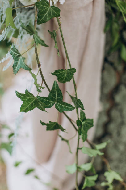istock bush ivy green winds up yard curtains 1095245070