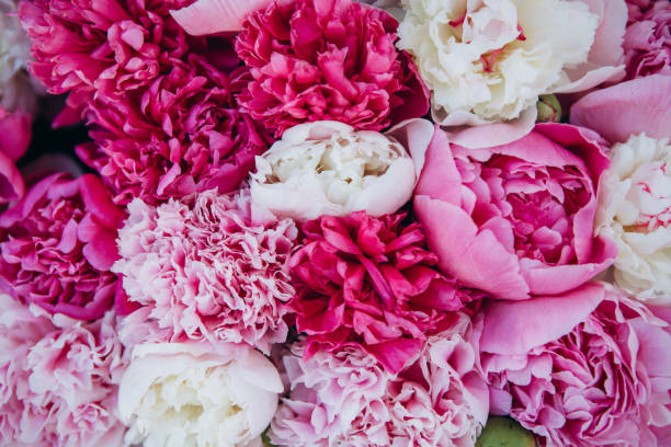 istock many flowers peony pink white red bouquet 1095245098