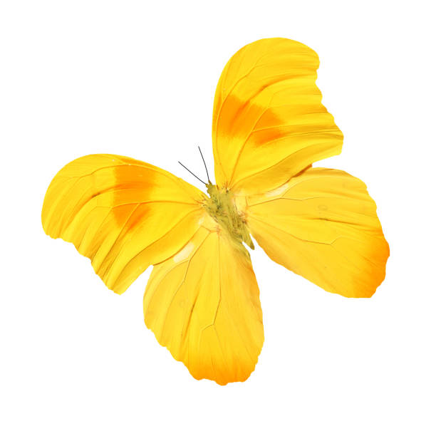 istock beautiful tropical yellow butterfly 1095247300