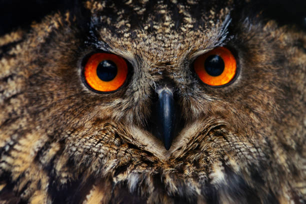 istock Detail eyes of eagle owl 1095248074