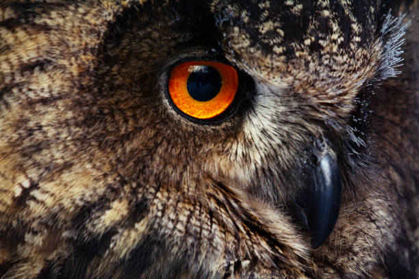istock Detail eyes of eagle owl 1095248270