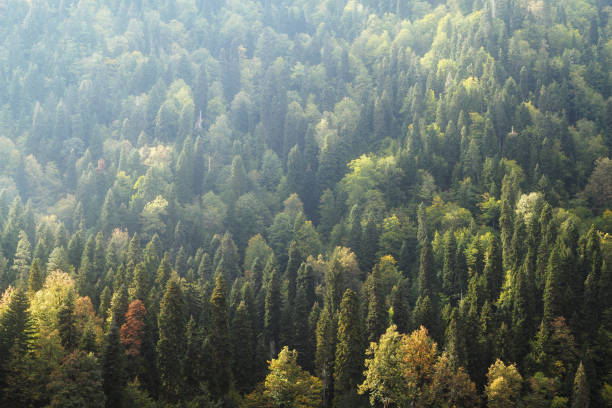 istock view of autumn forest in the mist 1095248382
