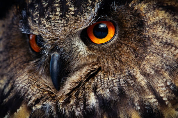 istock Detail eyes of eagle owl 1095248636