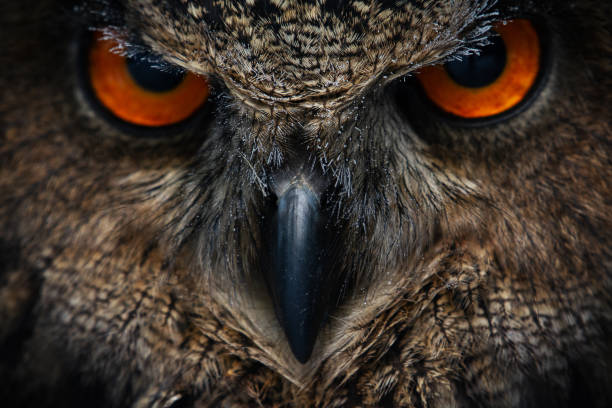 istock Detail eyes of eagle owl 1095249066