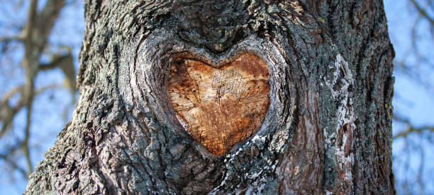 istock Wooden Heart 1095251460
