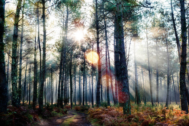 istock Forest in South West France 1095251582
