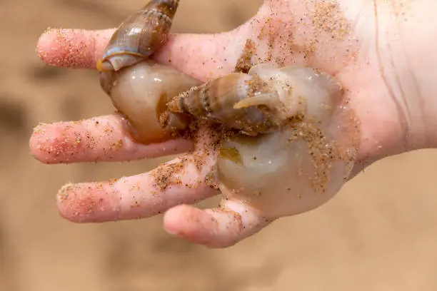 A close up view of a child holding two seacreatures, mollusks, shellfish, on their hand at the beach on a beautiful sunny day