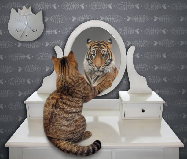 Cat looks at his funny reflection The cat is looking at his funny reflection in the mirror at home. It sees a tiger there. vanity stock pictures, royalty-free photos & images