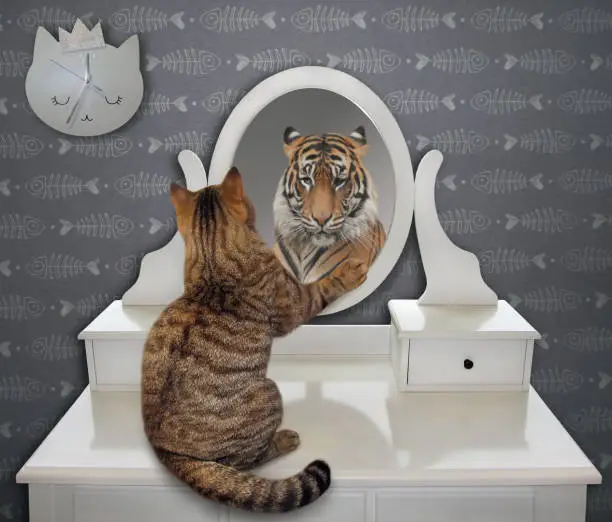 The cat is looking at his funny reflection in the mirror at home. It sees a tiger there.