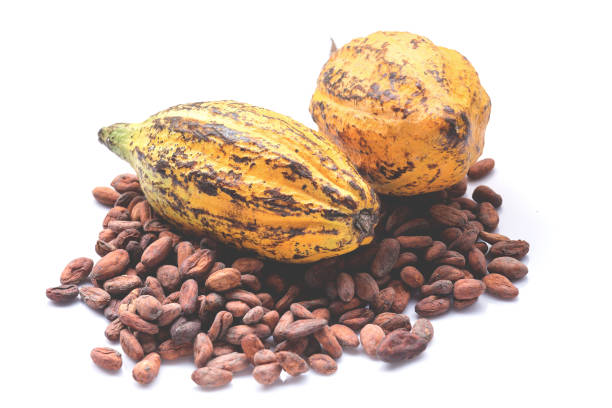 istock Cocoa fruit, raw cacao beans, Cocoa pod isolated on white background 1095255296