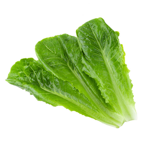 istock Cos Lettuce Isolated on a White Background 1095255362