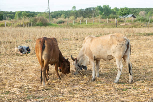 istock Two white and brown cow on field 1095257682